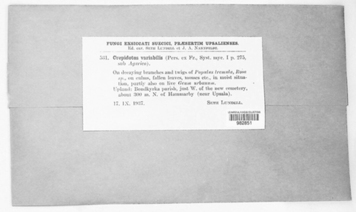 Crepidotus image